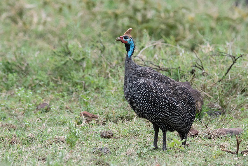 Helmeted Guineafowl, Ngorongoro Crater, Tanzania