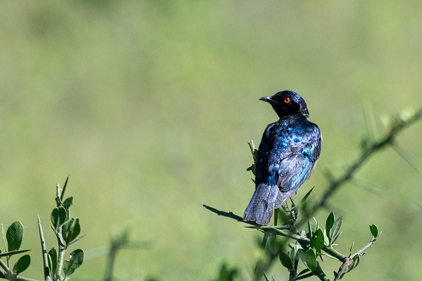 Hildebrandt's Starling, Big Marsh, Ndutu Area, Tanzania