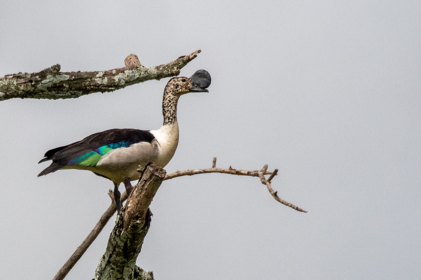 Knob-billed Duck, Game Drive, Tarangire NP, Tanzania