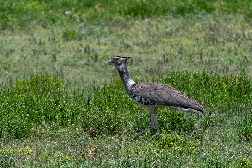 Kori Bustard, Drive Through the Central Serengeti, Tanzania