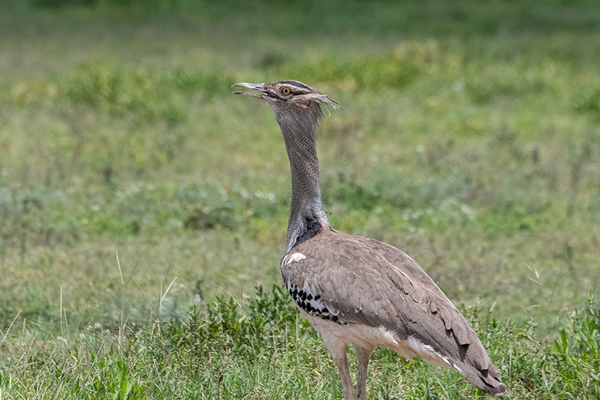 Kori Bustard, Drive Through the Central Serengeti, Tanzania
