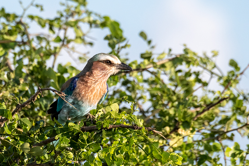 Lilac-breasted Roller, Tarangire NP, Tanzania