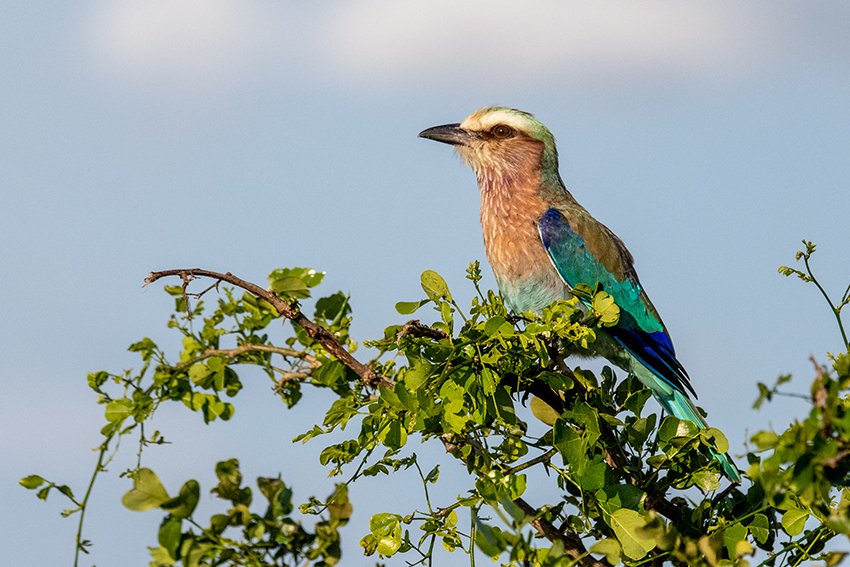 Lilac-breasted Roller, Tarangire NP, Tanzania