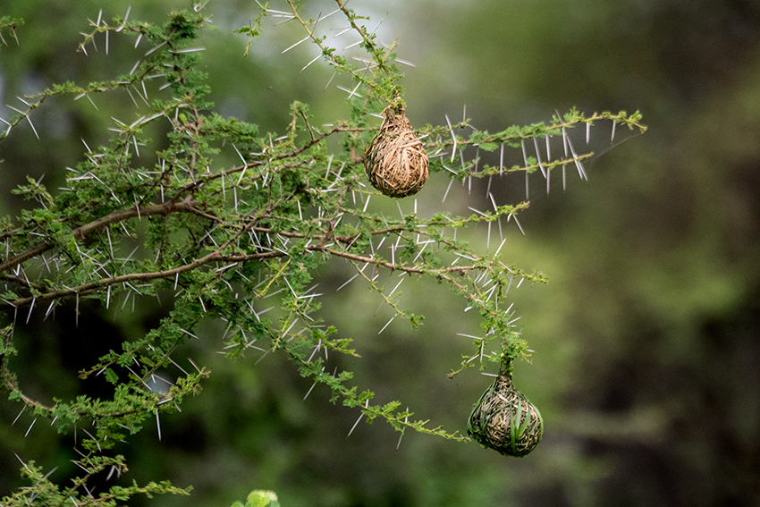 Nesting Lesser Masked-Weaver, Game Drive, Tarangire NP, Tanzania