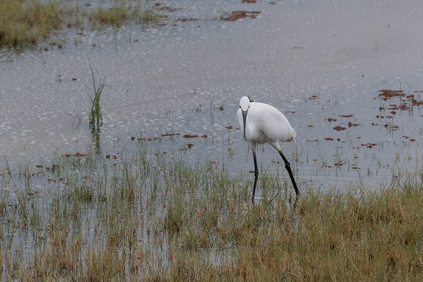 Little Egret, Ngorongoro Crater, Tanzania