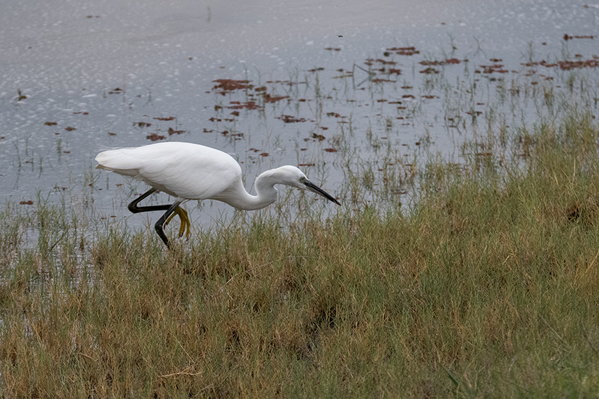 Little Egret, Ngorongoro Crater, Tanzania