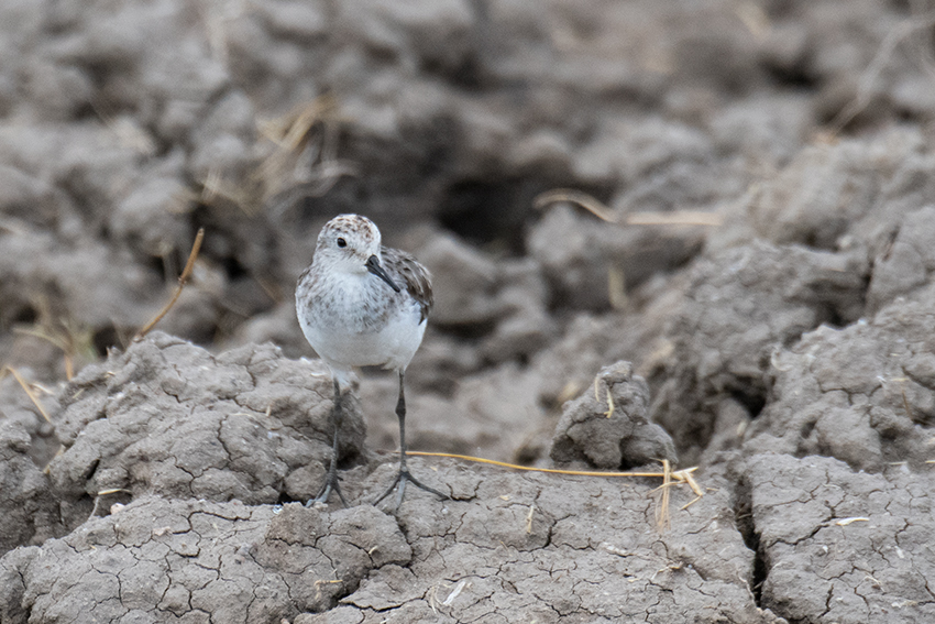 Little Stint, Big Marsh, Ndutu Area, Tanzania