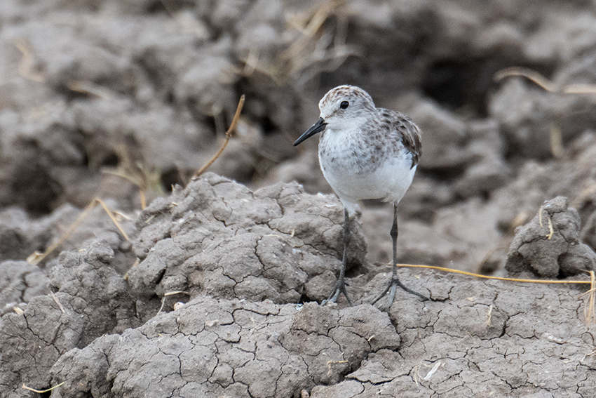 Little Stint, Big Marsh, Ndutu Area, Tanzania