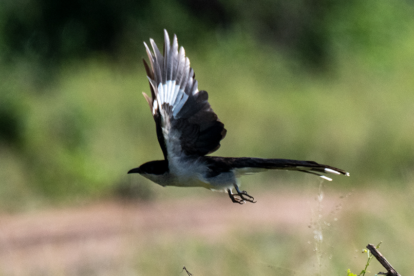 Long-tailed Fiscal, Lemiani Circuit, Tarangire NP, Tanzania
