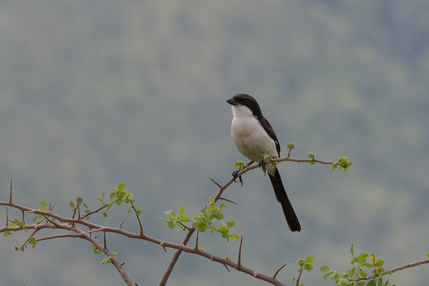 Long-tailed Fiscal, Mkomazi NP, Tanzania