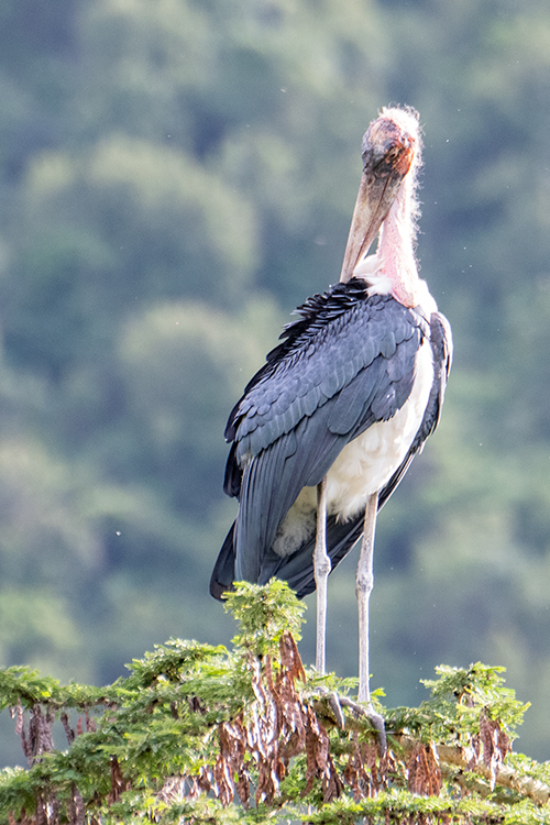 Marabou Stork, Ngorongoro Crater, Tanzania