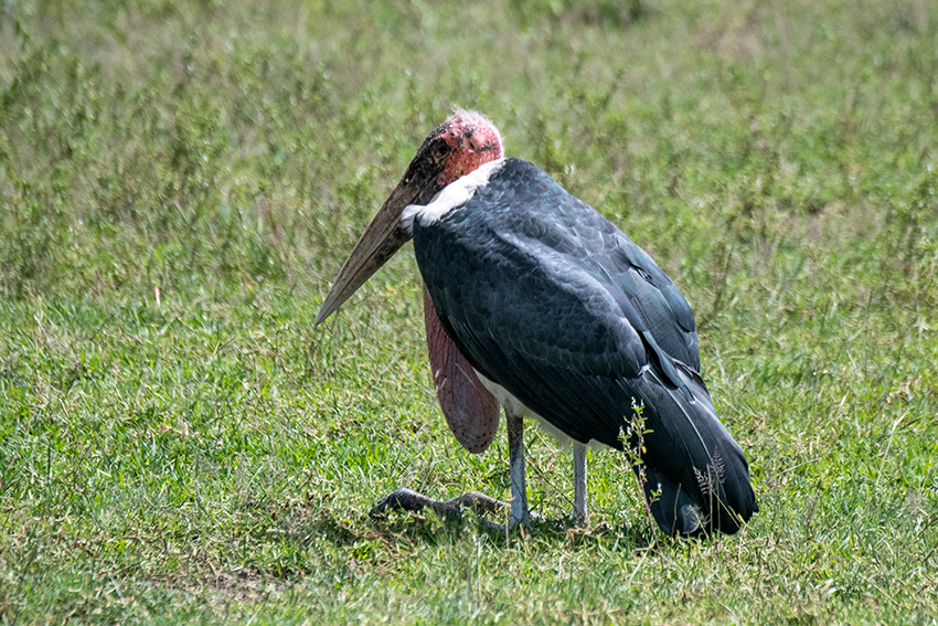 Marabou Stork, Big Marsh, Ndutu Area, Tanzania