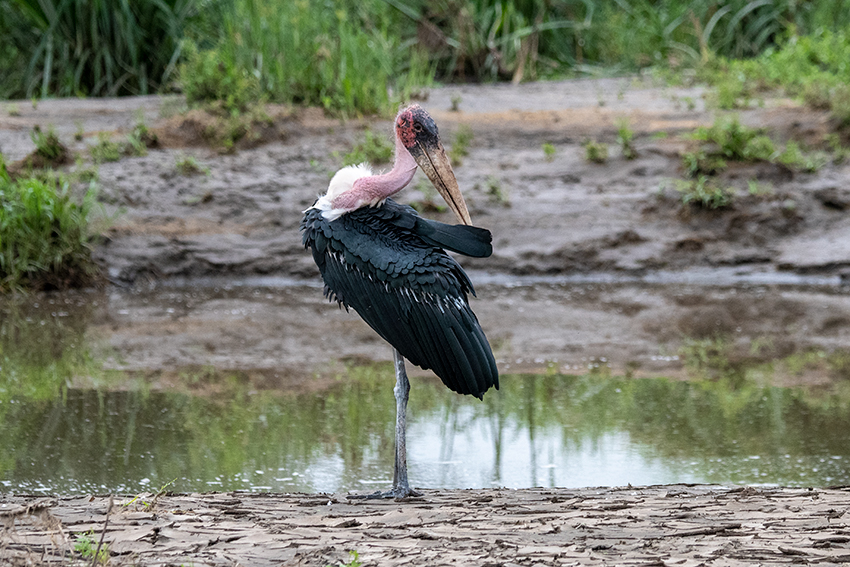 Marabou Stork, Seronera Area, Serengeti NP, Tanzania