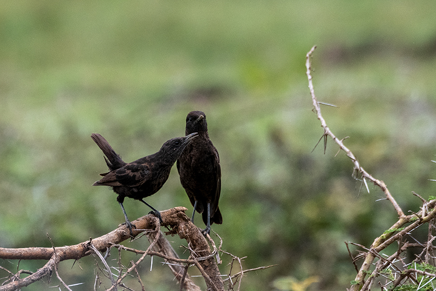 Northern Anteater-Chat, Ngorongoro Crater, Tanzania