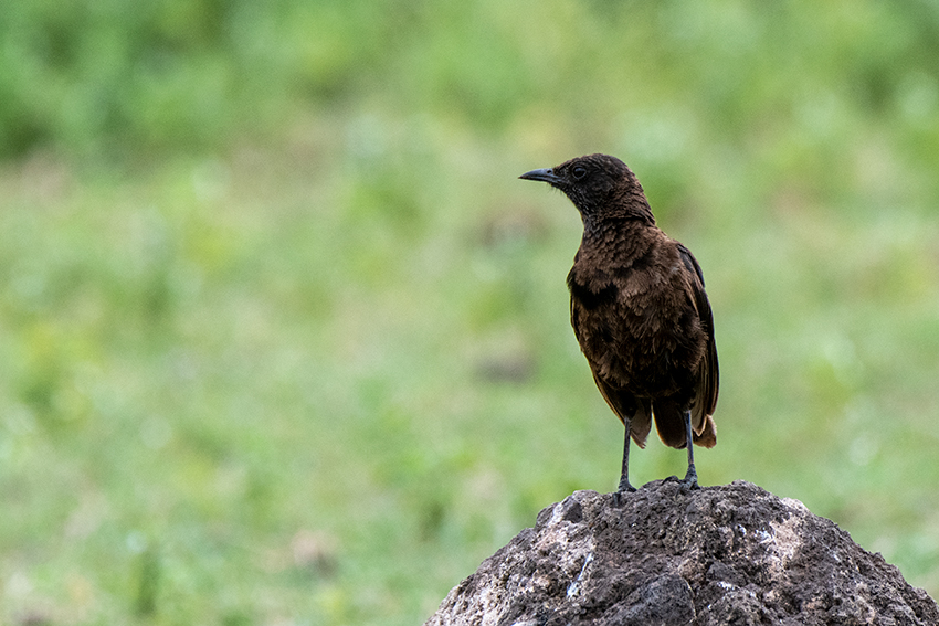 Northern Anteater-Chat, Ngorongoro Crater, Tanzania