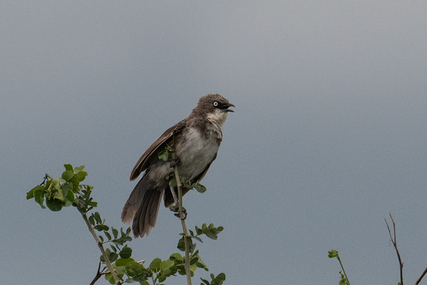 Northern Pied-Babbler, Small Serengeti, Tarangire NP, Tanzania