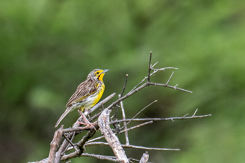 Pangani Longclaw, Lake Manyara NP Game Drive, Tanzania