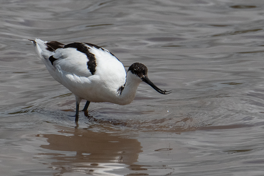 Pied Avocet, Big Marsh, Ndutu Area, Tanzania