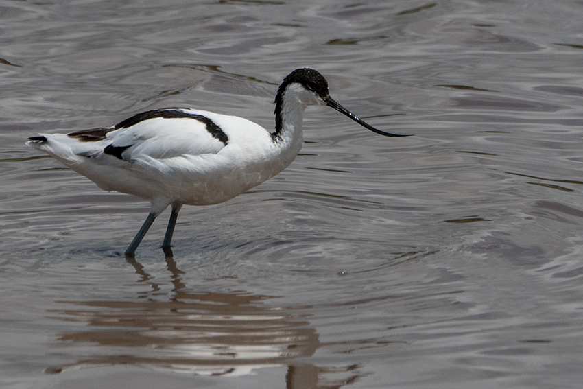 Pied Avocet, Big Marsh, Ndutu Area, Tanzania