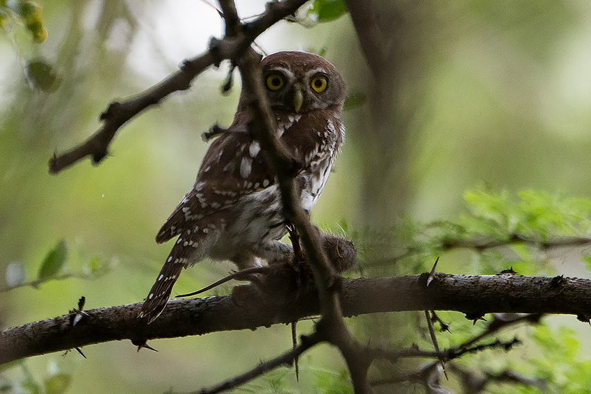 Pearl-spotted Owlet, Mkomazi NP, Tanzania