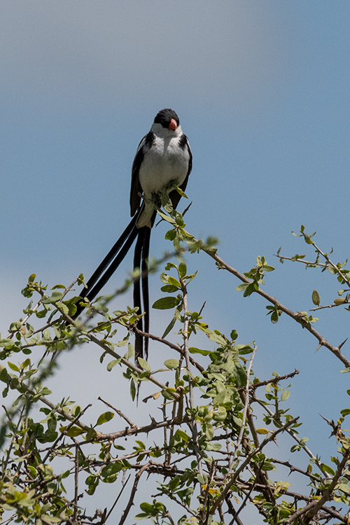 Pin-tailed Whydah, Drive Through the Central Serengeti, Tanzania