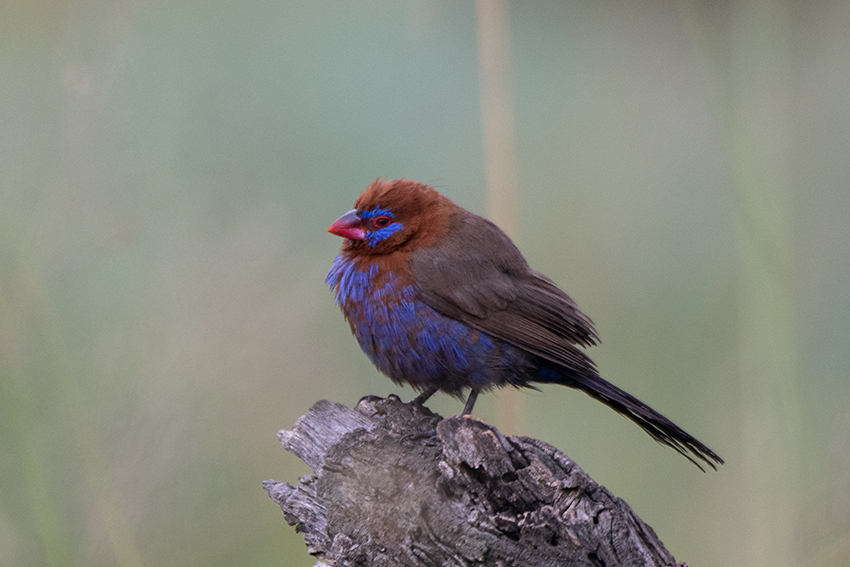 Purple Grenadier, Seronera Area, Serengeti NP, Tanzania