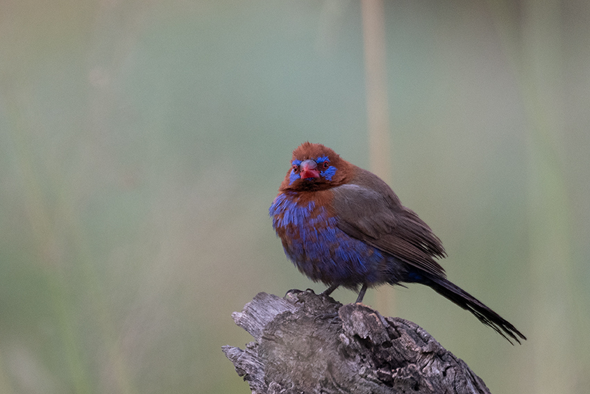 Purple Grenadier, Seronera Area, Serengeti NP, Tanzania