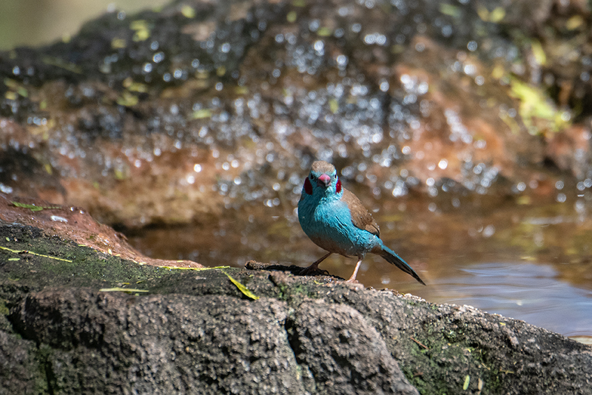 Red-cheeked Cordonbleu, Lake Manyara Serena Safari Lodge, Tanzania