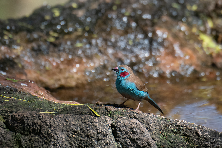 Red-cheeked Cordonbleu, Lake Manyara Serena Safari Lodge, Tanzania