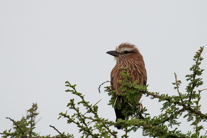 Rufous-crowned Roller, Seronera Area, Serengeti NP, Tanzania