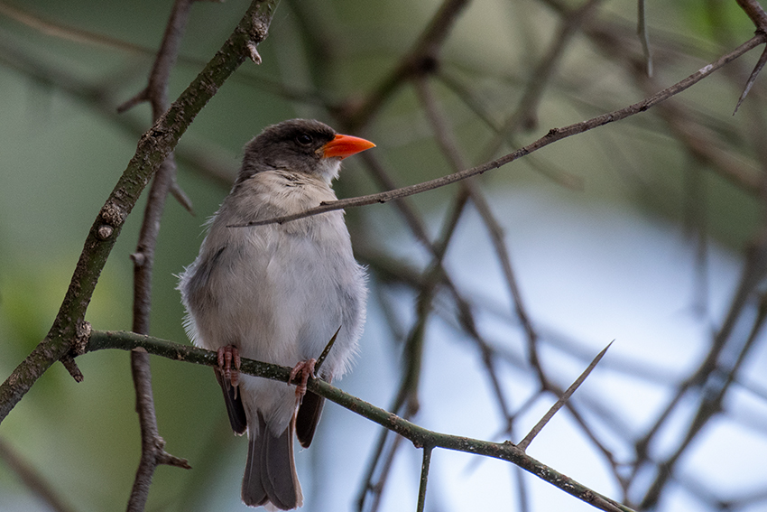 Red-headed Weaver, Matete Picnic Area,Tarangire NP, Tanzania