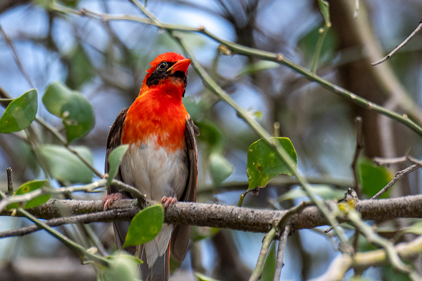 Red-headed Weaver, Matete Picnic Area,Tarangire NP, Tanzania