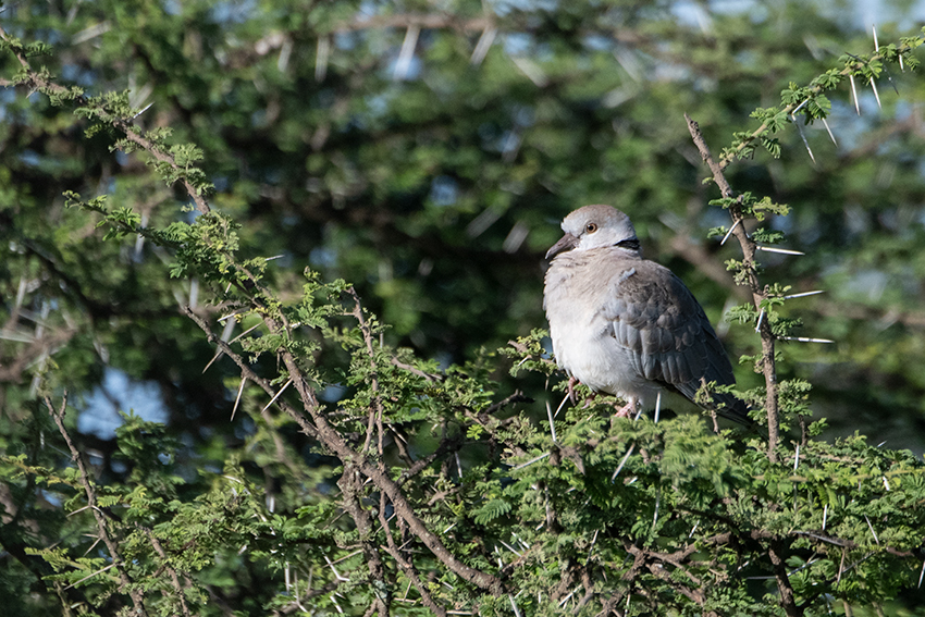 Ring-necked Dove, Big Marsh, Ndutu Area, Tanzania