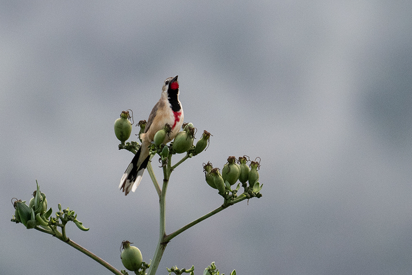Rosy-patched Bushrike, en route Same > Mullers Mountain Lodge, Tanzania