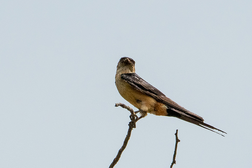 Red-rumped Swallow, Seronera Area, Serengeti NP, Tanzania