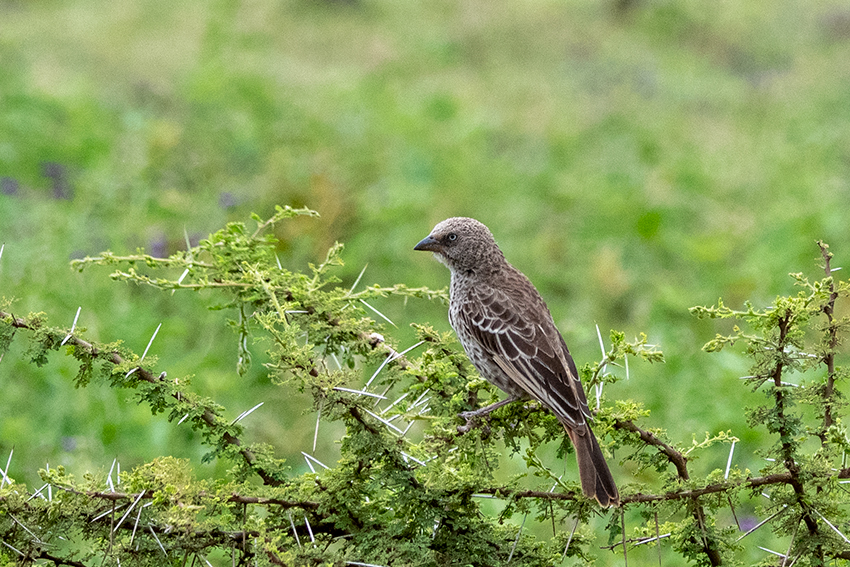 Rufous-tailed Weaver, a Tanzanian Endemic, Ngorongoro Crater, Tanzania