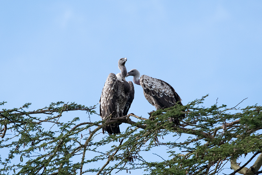 Adult Rppell's Griffon, Ngorongoro Crater, Tanzania