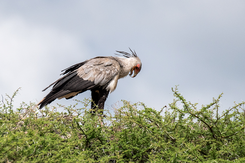 Secretarybird, Lemiani Circuit, Tarangire NP, Tanzania
