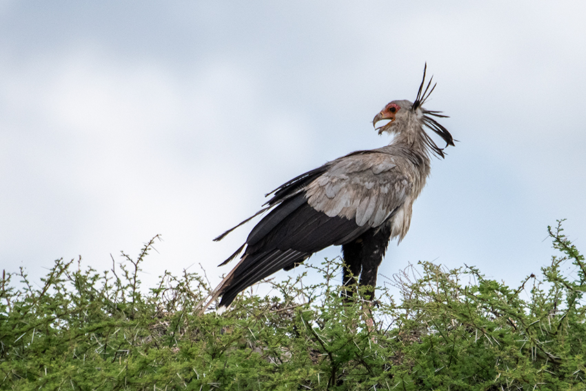 Secretarybird, Lemiani Circuit, Tarangire NP, Tanzania