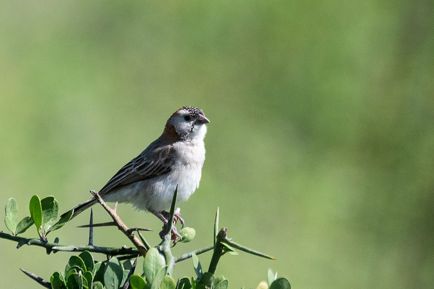 Speckle-fronted Weaver, Big Marsh, Ndutu Area, Tanzania