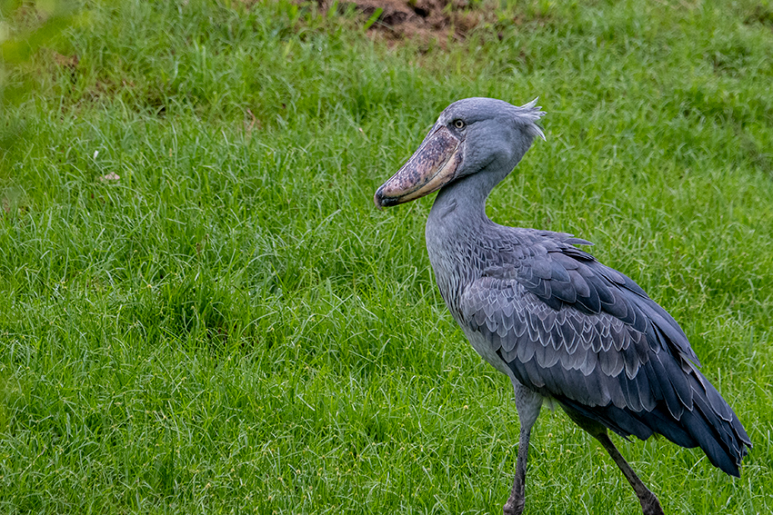 Shoebill, en rouge Arusha to the Lark Plains, Tanzania