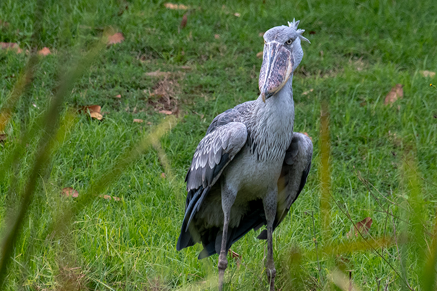 Shoebill, en rouge Arusha to the Lark Plains, Tanzania