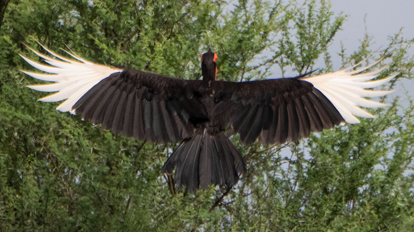Southern Ground-Hornbill, Game Drive, Tarangire NP, Tanzania