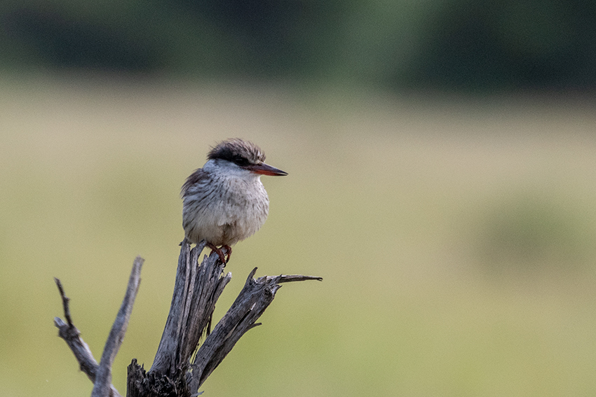 Striped Kingfisher, Lemiani Circuit, Tarangire NP, Tanzania