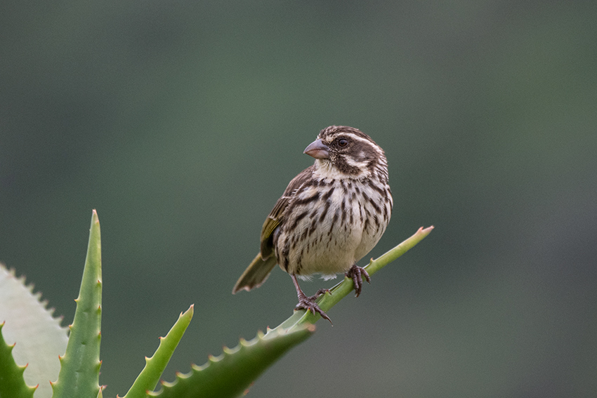 Streaky Seedeater, Ngorongoro Crater, Tanzania