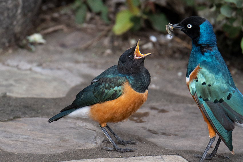 Superb Starling, Drove from Ang'Ata to Arusha, Tanzania