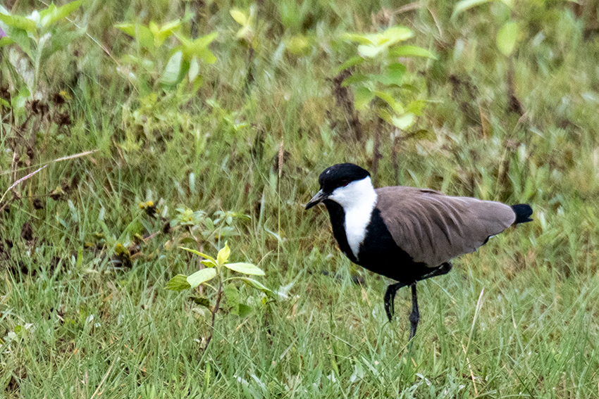 Spur-winged Lapwing, Lake Manyara NP Game Drive, Tanzania