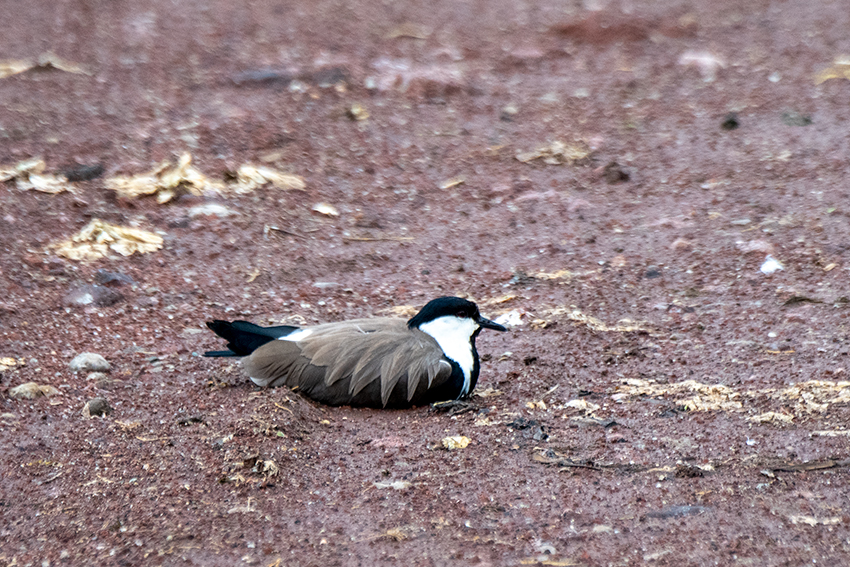 Spur-winged Lapwing, Lake Manyara NP Game Drive, Tanzania