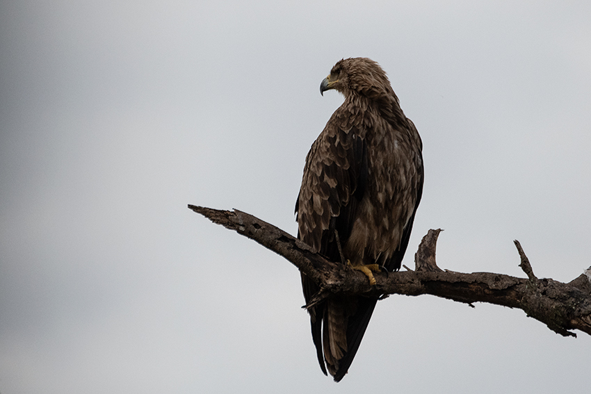 Tawny Eagle, Game Drive Tarangire NP, Tanzania