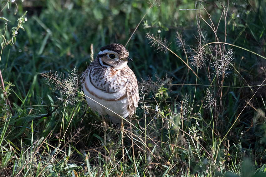 Three-banded Courser, Big Marsh, Ndutu Area, Tanzania